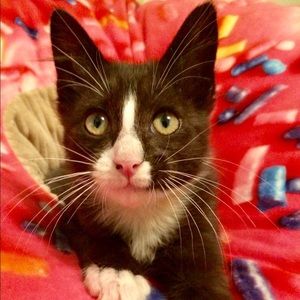 Meet your Posher, Lillyanne